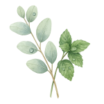 Eucalyptus Spearmint - Room Spray
